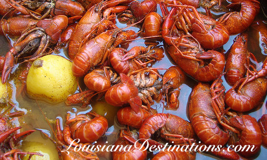 Atchafalaya Basin Crawfish ... boiled to perfection, seasoned just right.