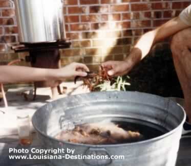 The butane burner and pot are hot, and the purging is underway ... it won't be long now till the crawfish are dumped out on the newspaper on the table!