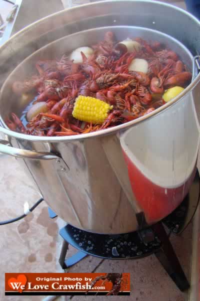 WeLoveCrawfish.com ... photos, crawfish season, Cajun foods, ordering and much more!