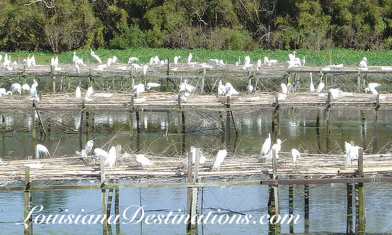The rookery on Avery Island at New Iberia Louisiana