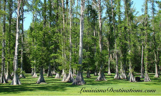 Cypress swamp in Louisiana