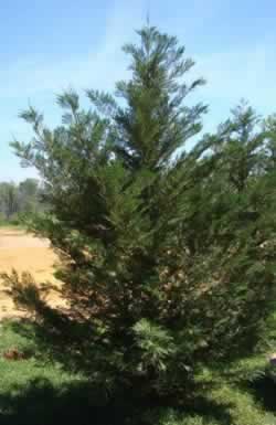 Louisiana Leyland Cypress