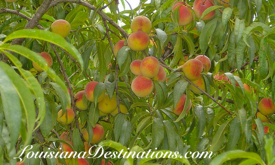 Those famous Ruston peaches!