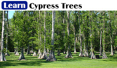 Learn about Louisiana swamps and cypress trees ... a swamp is an area of land permanently saturated, or filled, with water. The most impressive objects in the swamp are the cypress trees which are very graceful in their structure, with their reddish bark, exquisitely bent branches, and delicately fine leaves.